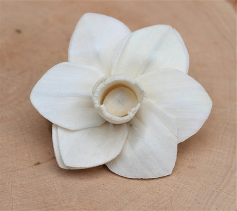 Sola Wood Trumpet Daffodil Flowers 2"