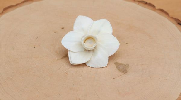Sola Wood Trumpet Daffodil Flowers 2"