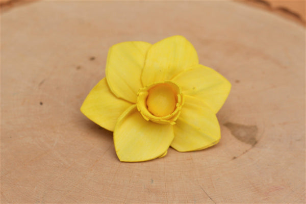 Yellow Sola Wood Trumpet Daffodil Flowers 2"