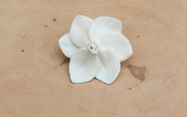 Sola Wood Trumpet Daffodil Flowers 2"