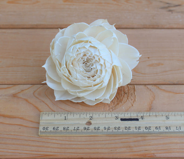 Protea Sola Wood Flowers 3.5"