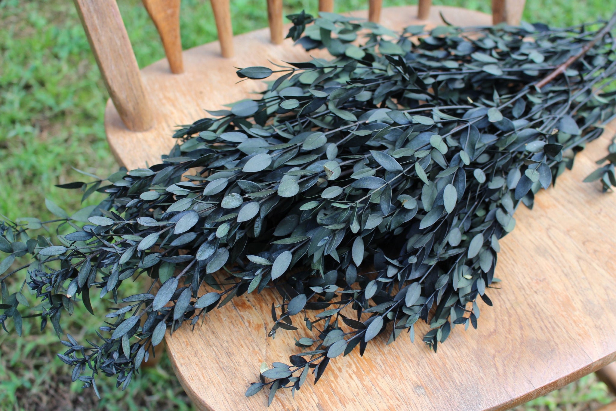 Eucalyptus: Real Preserved Dark Green Teardrop Eucalyptus, preserved parvafolia eucalyptus