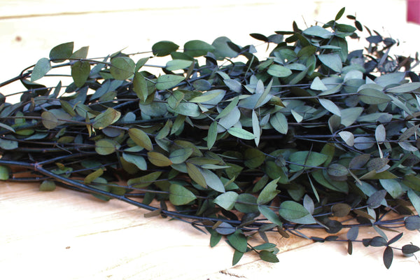Eucalyptus: Real Preserved Dark Green Teardrop Eucalyptus, preserved parvafolia eucalyptus