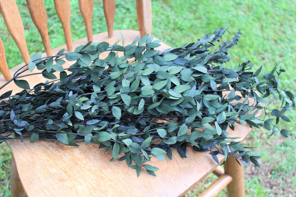 Eucalyptus: Real Preserved Dark Green Teardrop Eucalyptus, preserved parvafolia eucalyptus