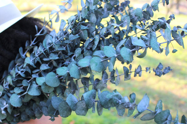 Frosted Green Spiral Eucalyptus