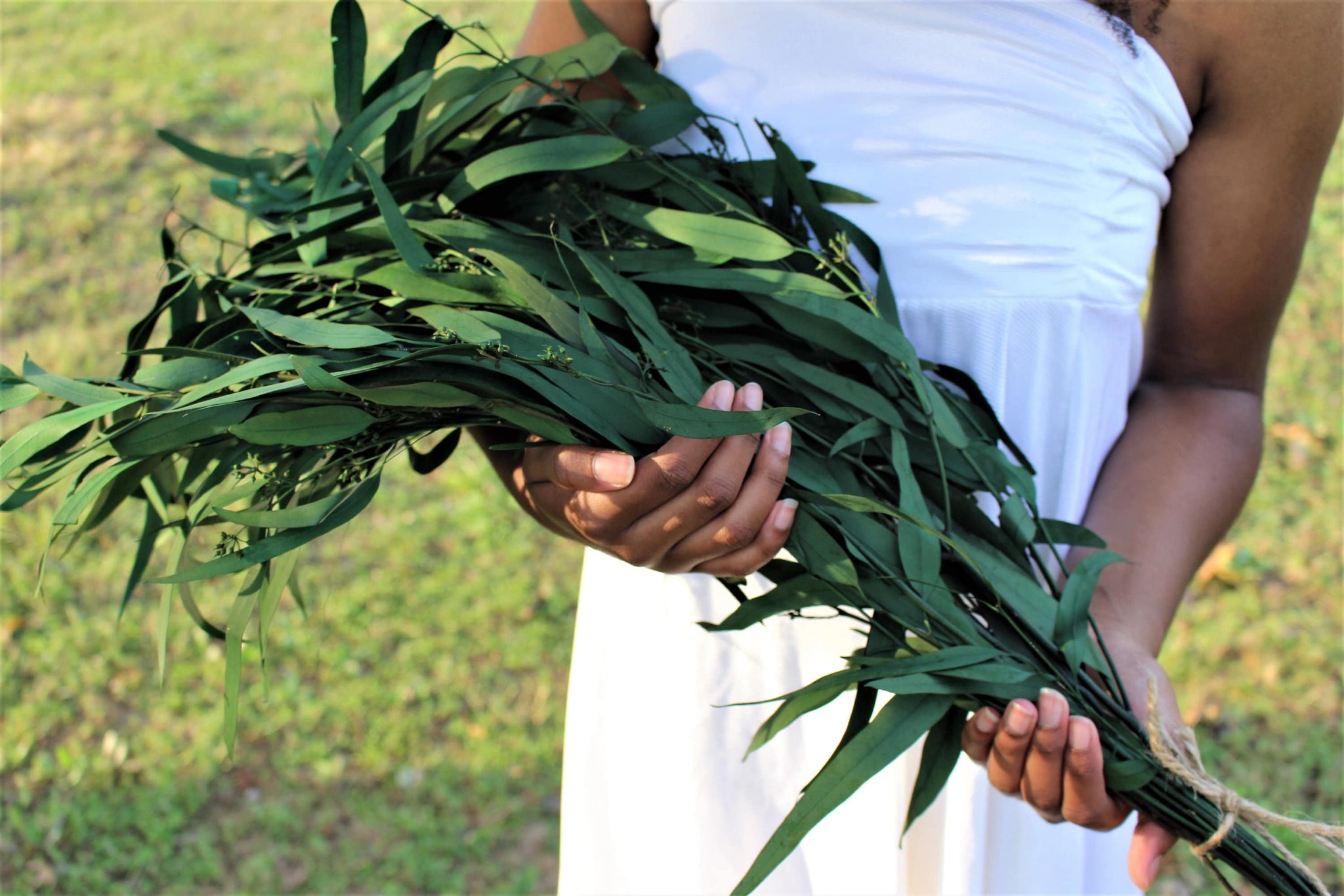 Preserved Green Seeded Willow Eucalyptus