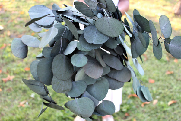 Preserved Green Silver Dollar Eucalyptus
