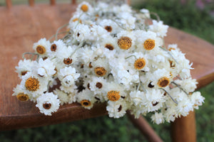 Dried ammobium bunch, mini daisies, dried flowers, white daisies, everlasting dried flowers