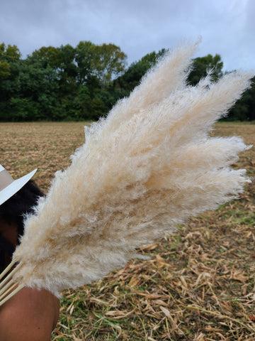 Extra Large Fluffy Natural Pampas Grass