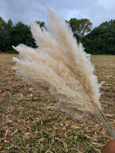 Extra Large Fluffy Natural Pampas Grass