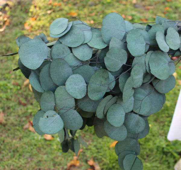 Preserved Green Silver Dollar Eucalyptus