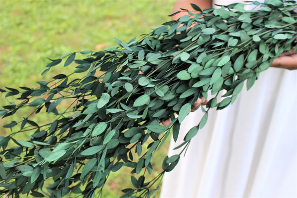 Eucalyptus: Real Preserved Green Teardrop Eucalyptus, preserved parvafolia eucalyptus, greenery for bouquets, eucalyptus for bouquets