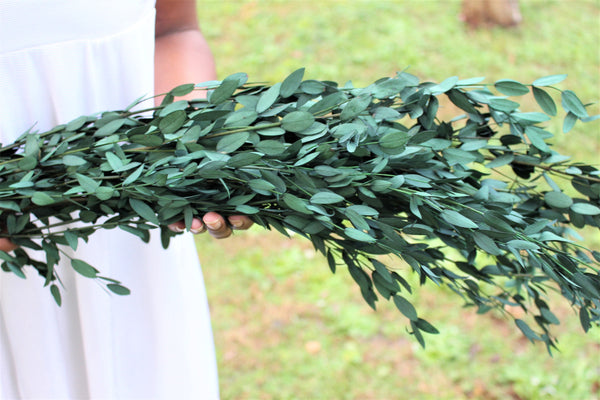 Eucalyptus: Real Preserved Green Teardrop Eucalyptus, preserved parvafolia eucalyptus, greenery for bouquets, eucalyptus for bouquets