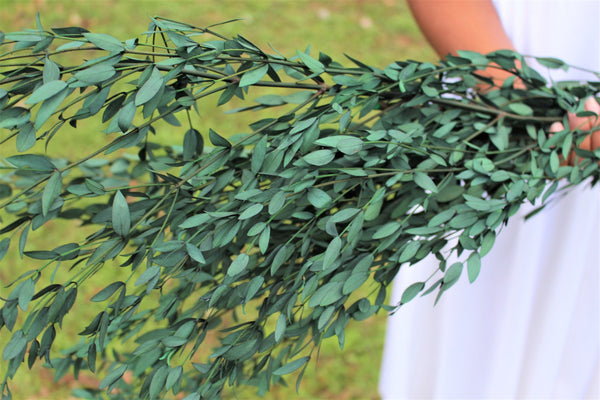 Eucalyptus: Real Preserved Green Teardrop Eucalyptus, preserved parvafolia eucalyptus, greenery for bouquets, eucalyptus for bouquets