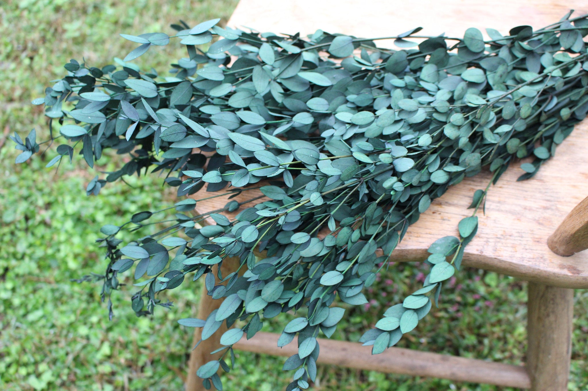 Eucalyptus: Real Preserved Green Teardrop Eucalyptus, preserved parvafolia eucalyptus, greenery for bouquets, eucalyptus for bouquets