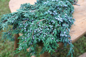 Preserved Juniper Berry Winter Greenery, Fragrant
