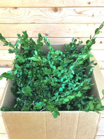 Fresh Green Boxwood Greenery, Fresh Wedding Greenery, Fresh Boxwood Centerpiece, Wreaths, Greenery