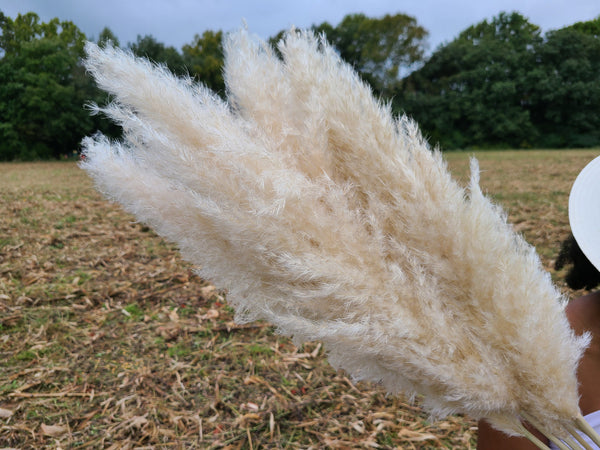 Extra Large Fluffy Natural Pampas Grass