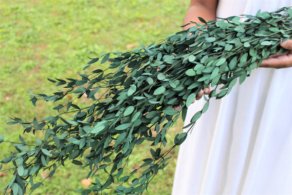 Eucalyptus: Real Preserved Green Teardrop Eucalyptus, preserved parvafolia eucalyptus, greenery for bouquets, eucalyptus for bouquets
