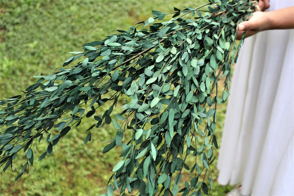 Eucalyptus: Real Preserved Green Teardrop Eucalyptus, preserved parvafolia eucalyptus, greenery for bouquets, eucalyptus for bouquets