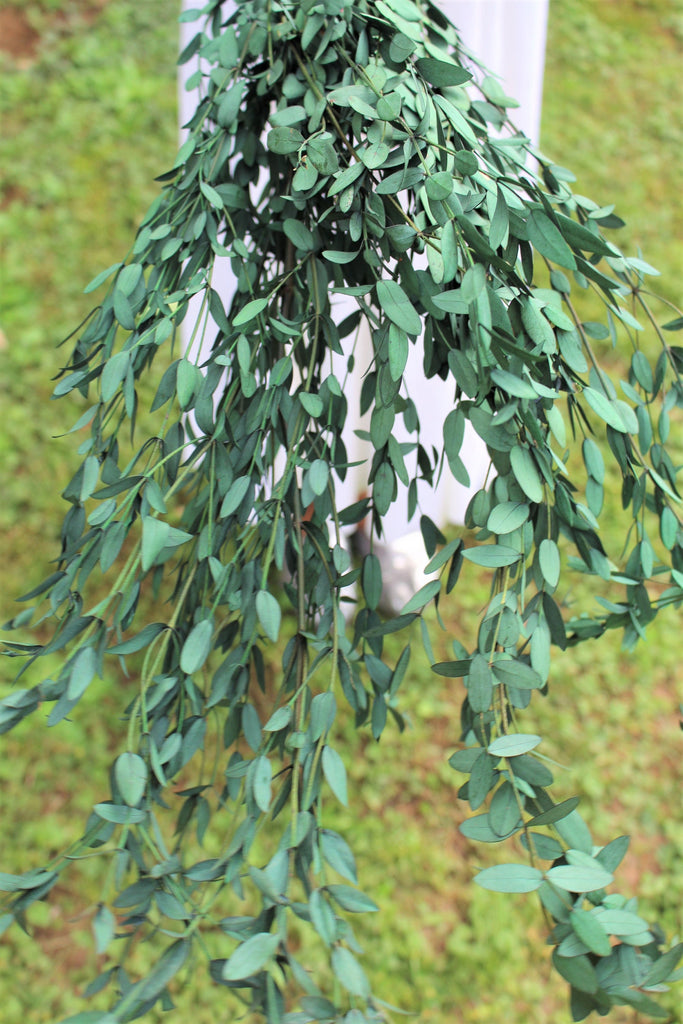 Preserved PussyWillow, Pussywillow, Willow, Eucalyptus