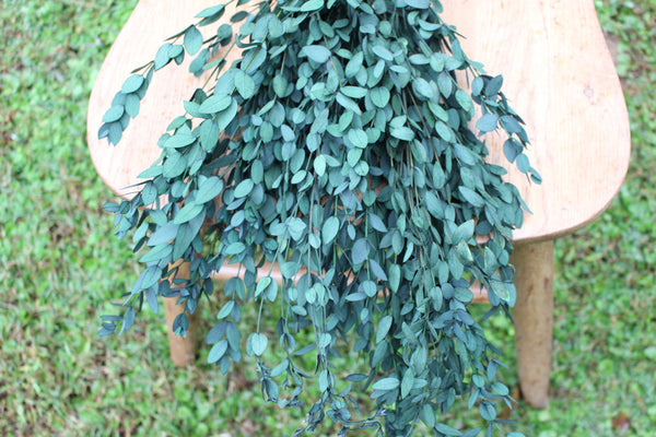 Eucalyptus: Real Preserved Green Teardrop Eucalyptus, preserved parvafolia eucalyptus, greenery for bouquets, eucalyptus for bouquets