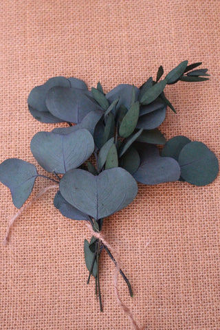 Eucalyptus individual stems