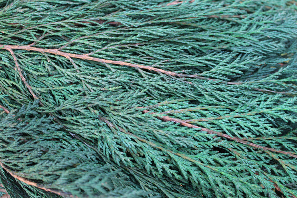 Preserved Cedar Port Orford, Fragrant