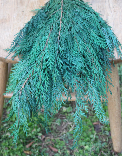 Preserved Cedar Port Orford, Fragrant