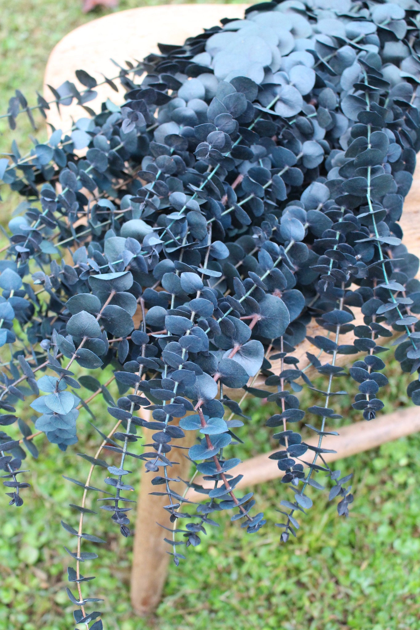 Blue Green Spiral Eucalyptus, preserved eucalyptus, greenery for bouquets, eucalyptus for bouquets