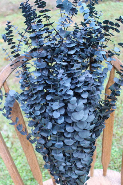 Blue Green Spiral Eucalyptus, preserved eucalyptus, greenery for bouquets, eucalyptus for bouquets