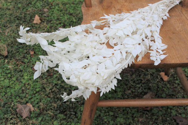 Premium Bleached White Italian Ruscus - 5 stems/Bleached Flowers/ Preserved Flowers