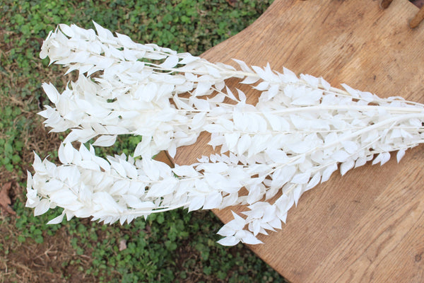 Premium Bleached White Italian Ruscus - 5 stems/Bleached Flowers/ Preserved Flowers