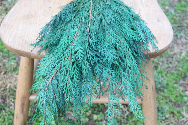 Preserved Cedar Port Orford, Fragrant