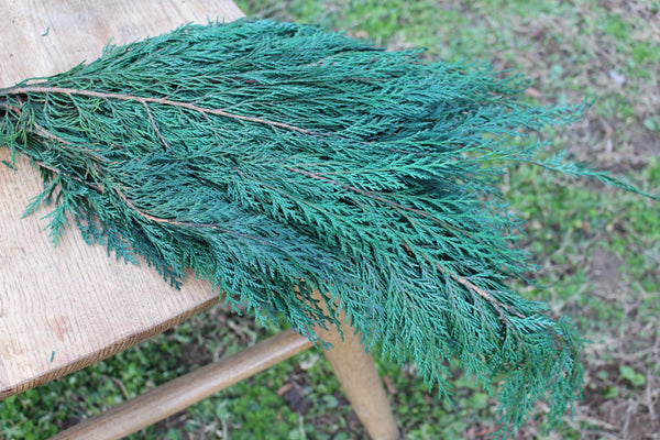 Preserved Cedar Port Orford, Fragrant