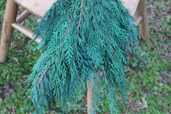 Preserved Cedar Port Orford, Fragrant