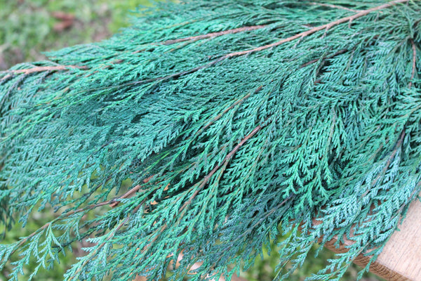 Preserved Cedar Port Orford, Fragrant