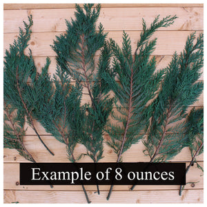 Preserved Cedar Port Orford, Fragrant