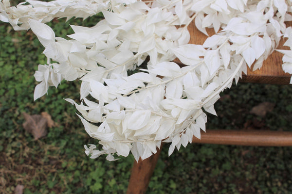 Premium Bleached White Italian Ruscus - 5 stems/Bleached Flowers/ Preserved Flowers
