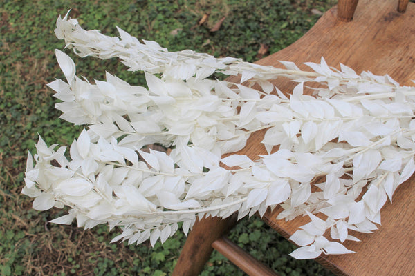 Premium Bleached White Italian Ruscus - 5 stems/Bleached Flowers/ Preserved Flowers