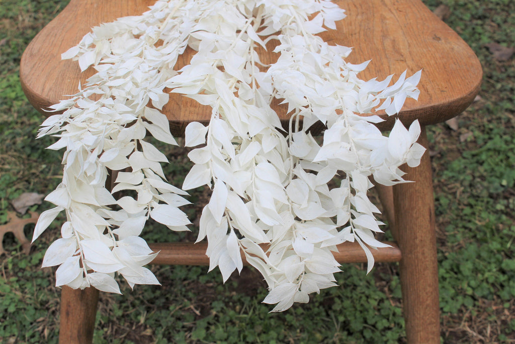 Premium White Italian Ruscus // Long Stem Dried Flower //Preserved