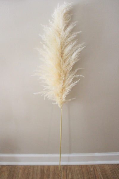 Extra Large Fluffy Natural Beige Pampas Grass | Dried Flowers For Interior Decoration | Wedding Floral Decorations | Jumbo Pampas Grass