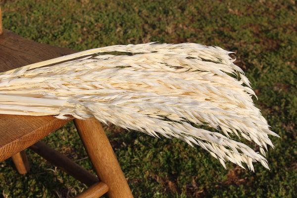 Dried Avena Oat Flowers, Dried Flowers, Oat Grass