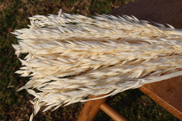 Dried Avena Oat Flowers, Dried Flowers, Oat Grass