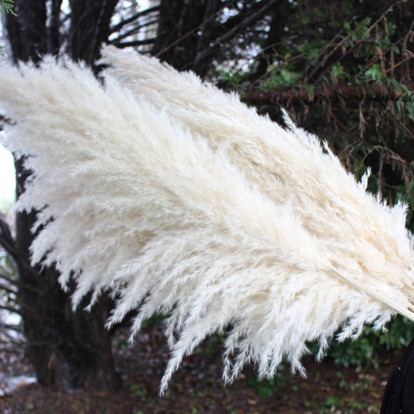 Extra Large Fluffy Natural Beige Pampas Grass | Dried Flowers For Interior Decoration | Wedding Floral Decorations | Jumbo Pampas Grass
