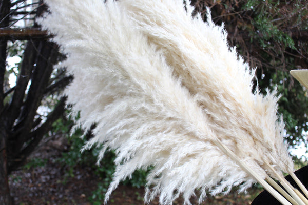 Extra Large Fluffy Natural Beige Pampas Grass | Dried Flowers For Interior Decoration | Wedding Floral Decorations | Jumbo Pampas Grass