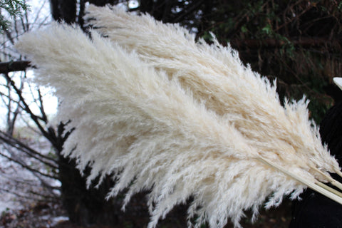 Extra Large Fluffy Natural Beige Pampas Grass | Dried Flowers For Interior Decoration | Wedding Floral Decorations | Jumbo Pampas Grass