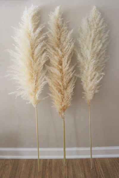 Extra Large Fluffy Natural Beige Pampas Grass | Dried Flowers For Interior Decoration | Wedding Floral Decorations | Jumbo Pampas Grass