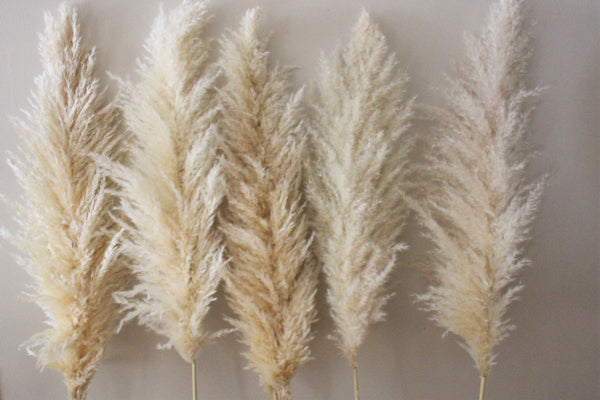Extra Large Fluffy Natural Beige Pampas Grass | Dried Flowers For Interior Decoration | Wedding Floral Decorations | Jumbo Pampas Grass