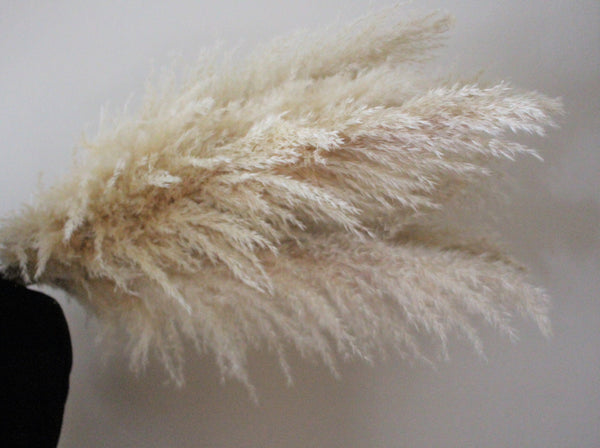 Extra Large Fluffy Natural Beige Pampas Grass | Dried Flowers For Interior Decoration | Wedding Floral Decorations | Jumbo Pampas Grass